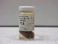 藏品(蓋斑鬥魚)的圖片
